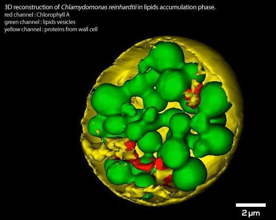 Reconstruction 3D de Chlamydomonas